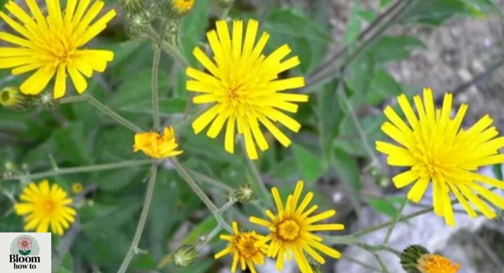 Hawkweed (Hieracium) 