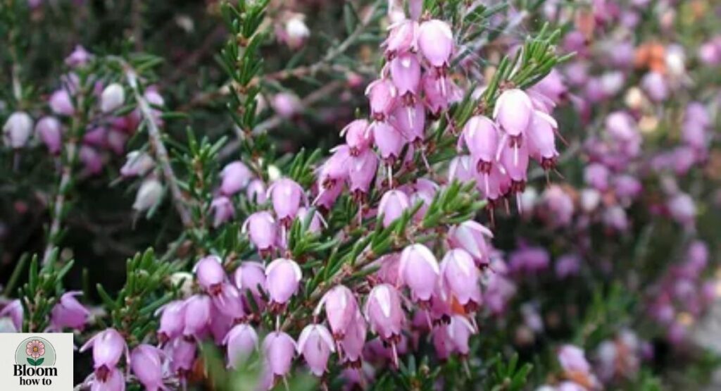 Heather 