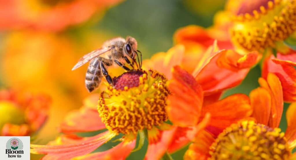 Helenium 