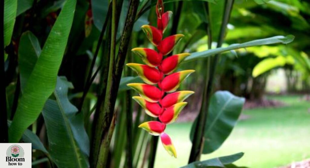 Heliconia