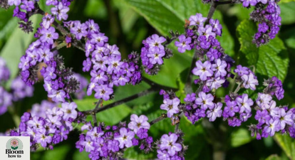 Heliotrope 