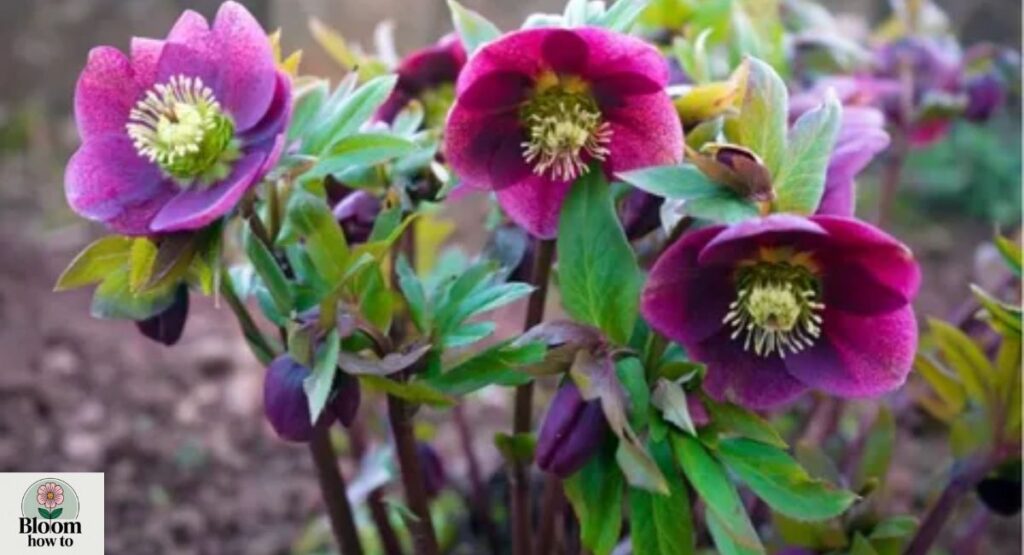 Hellebore