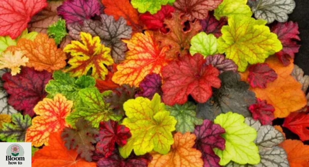 Heuchera