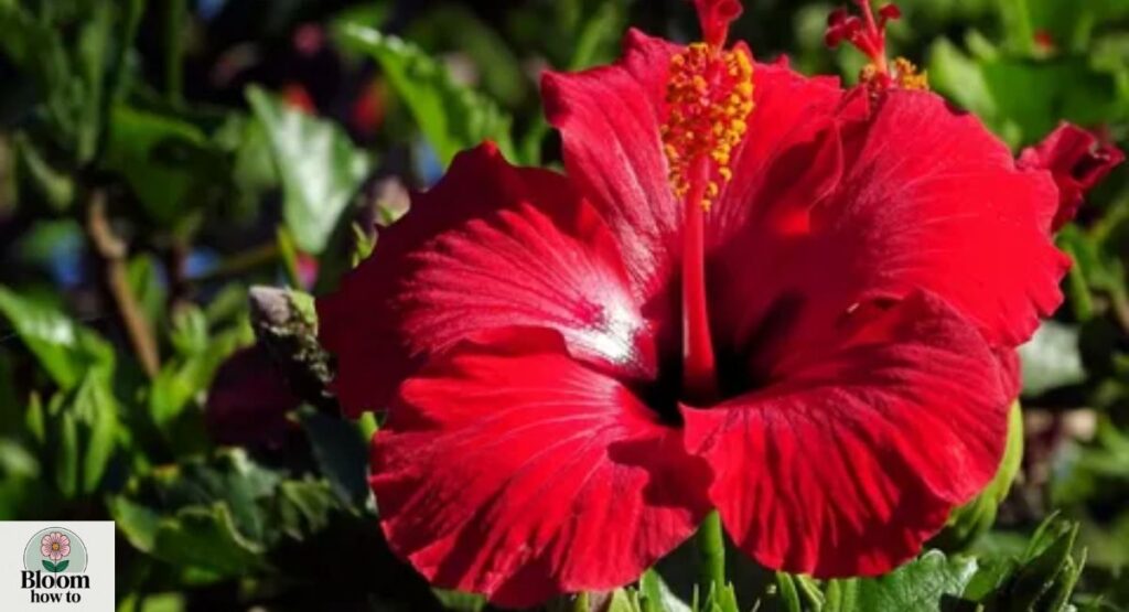 Hibiscus