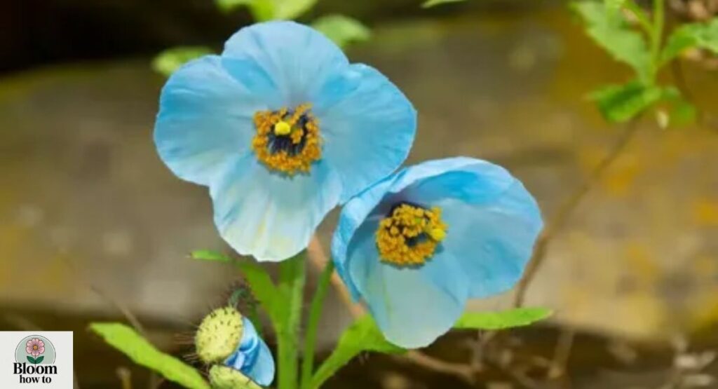 Himalayan Blue Poppy (Meconopsis betonicifolia)