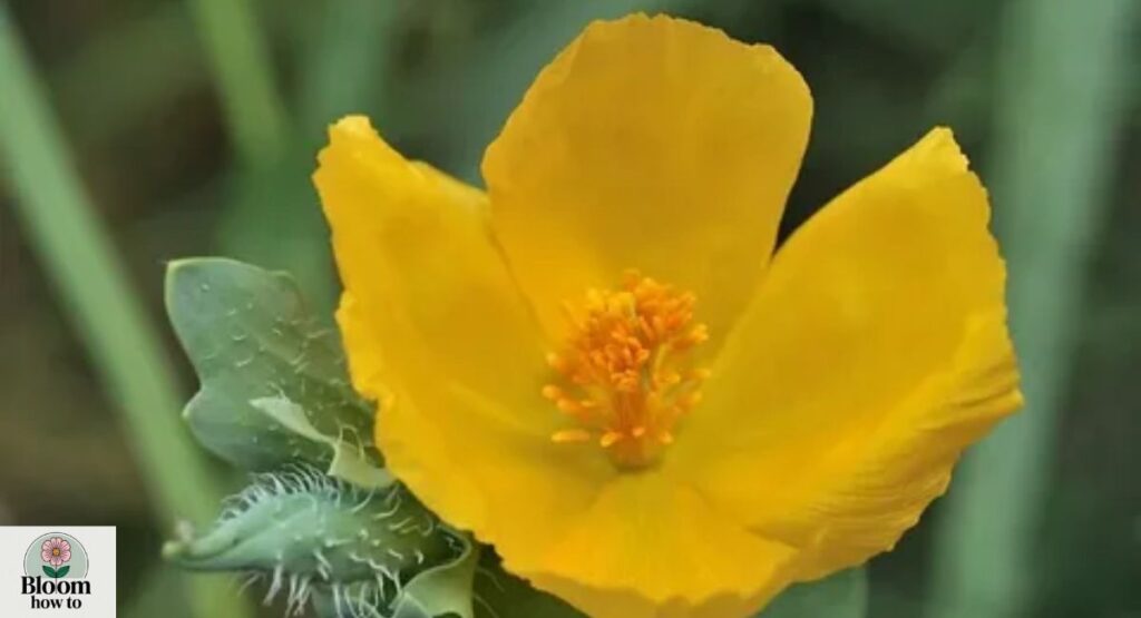 Horned Poppy (Glaucium flavum) 
