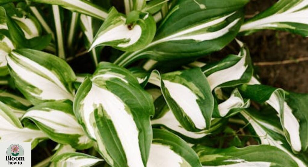 Hosta 