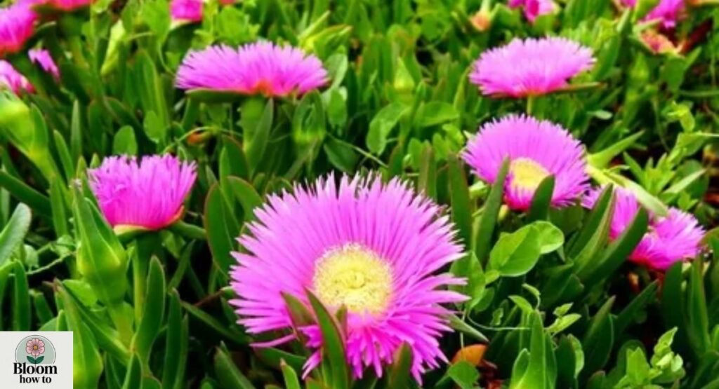 Hottentot Fig (Carpobrotus edulis) 