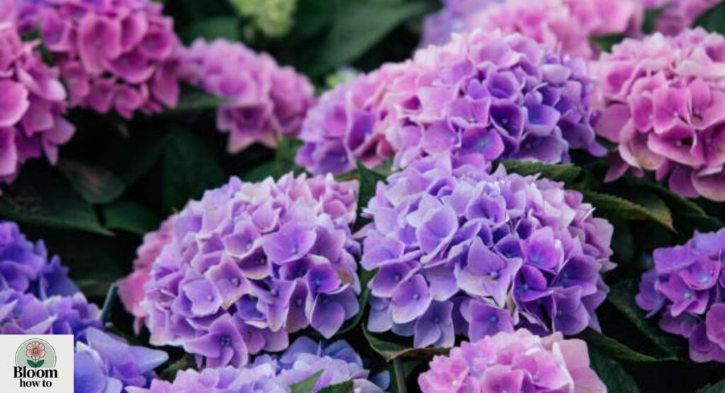 Hydrangea 