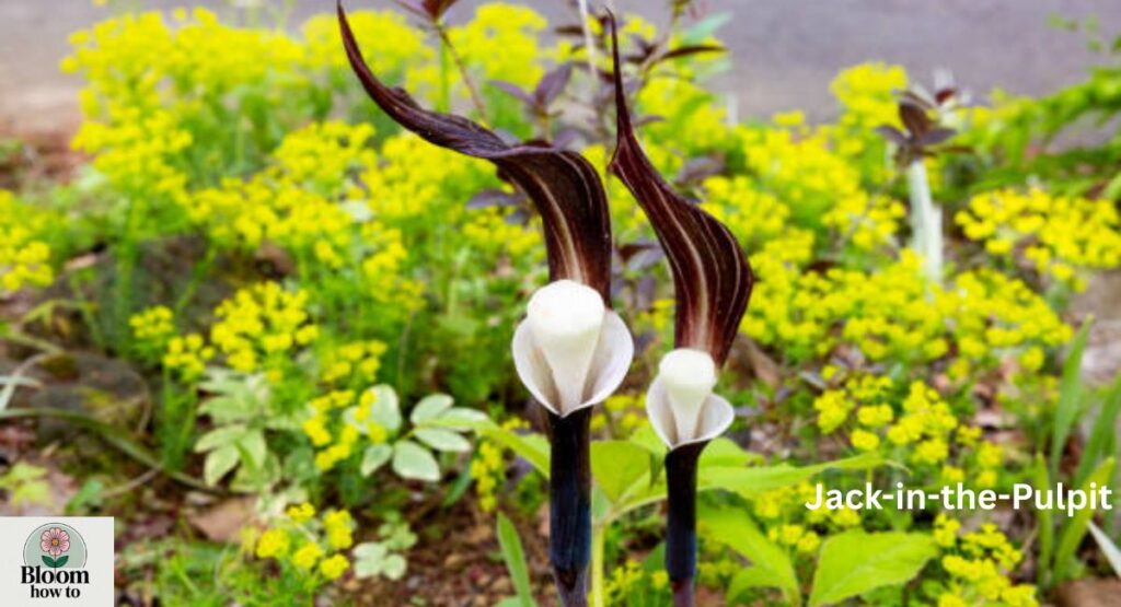 Jack-in-the-Pulpit 