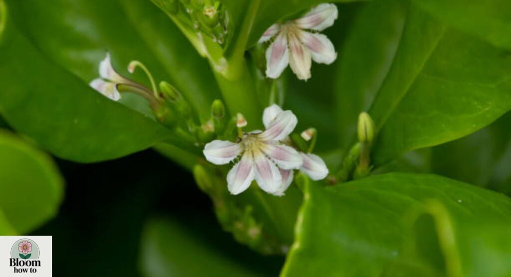 Jamesia Americana