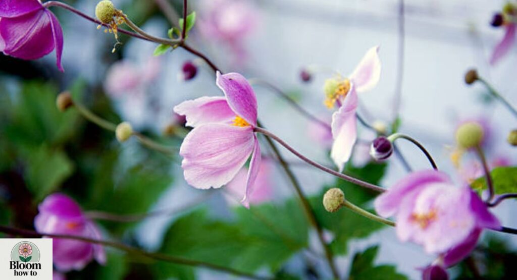 Japanese Anemones