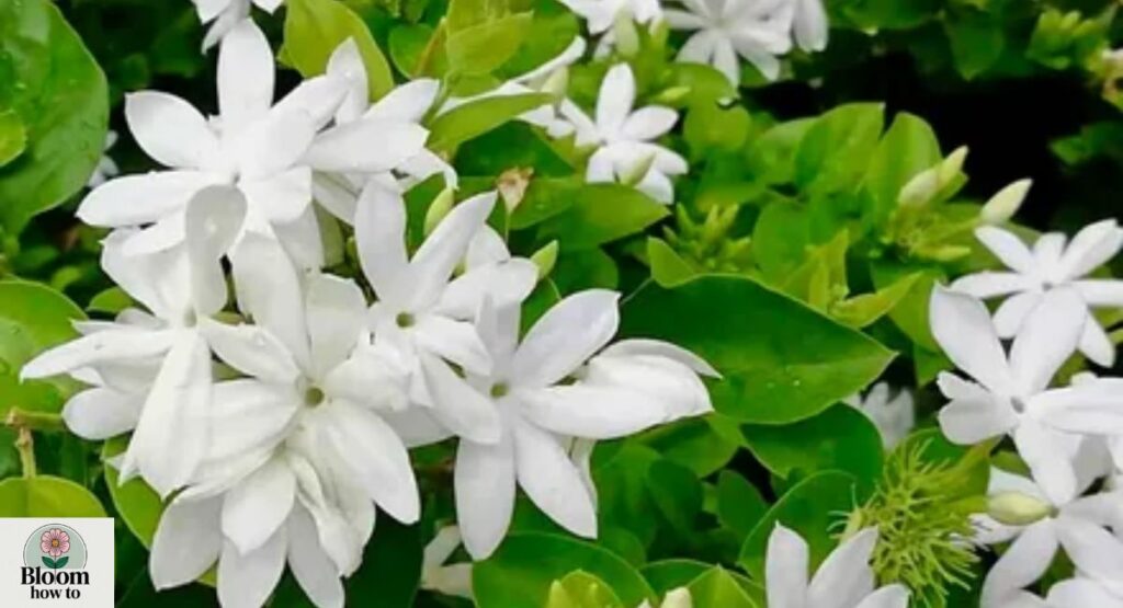 Jasmine
