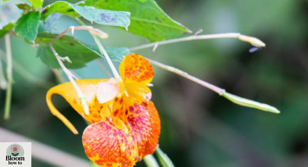 Jewelweed