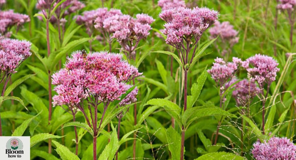 Joe Pye Weed