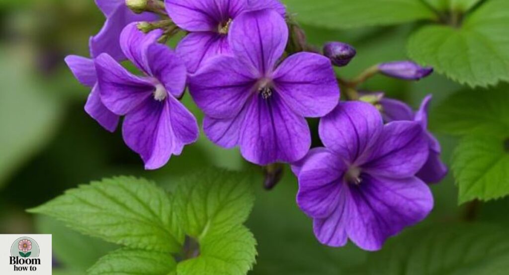 Jovellana Violacea