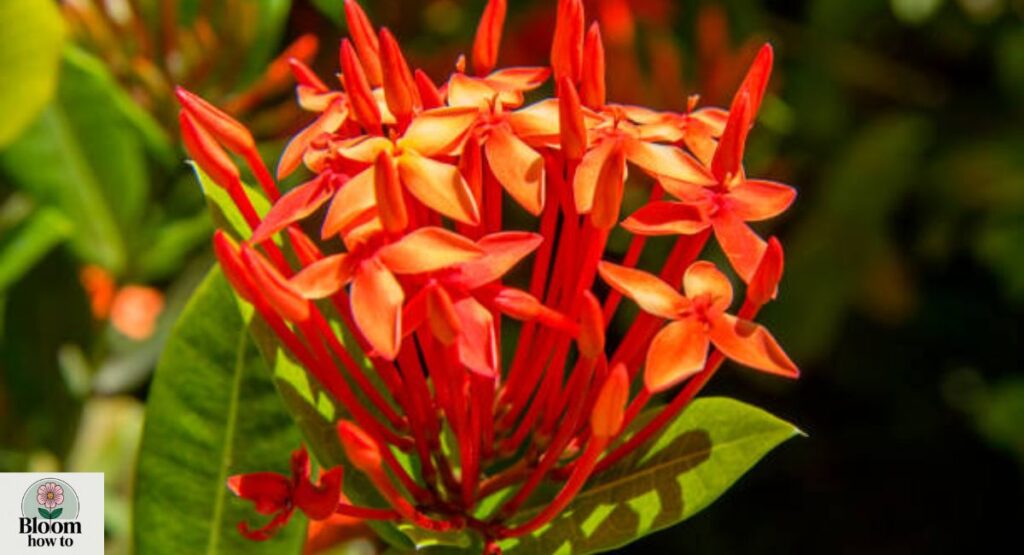 Jungle Flame 