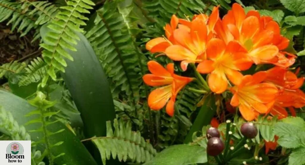 Kaffir Lily