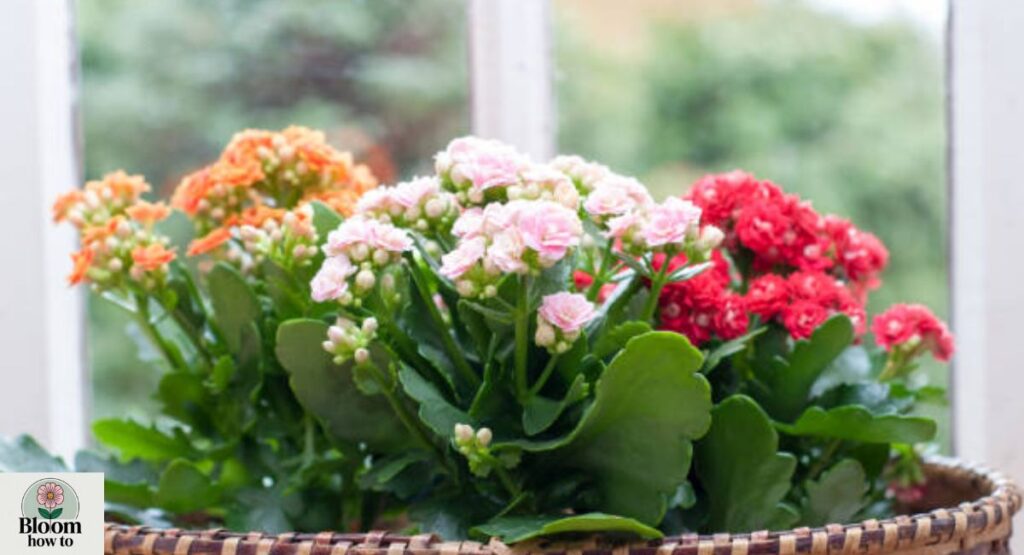 Kalanchoe