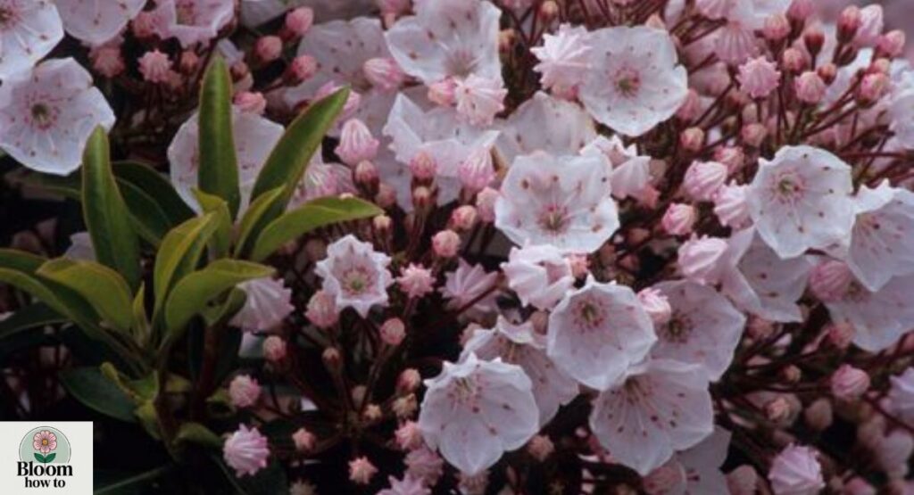 Kalmia (Mountain Laurel) 