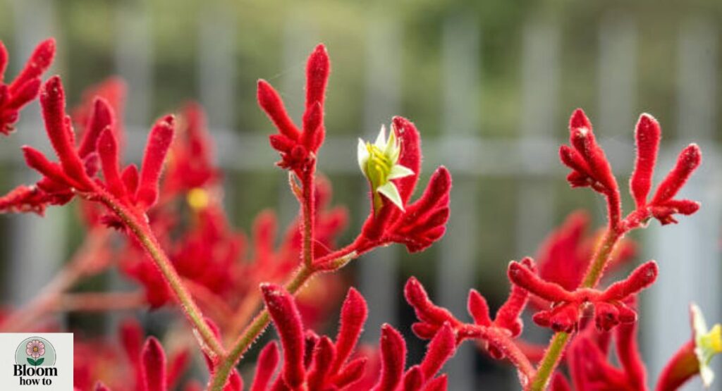 Kangaroo Paw