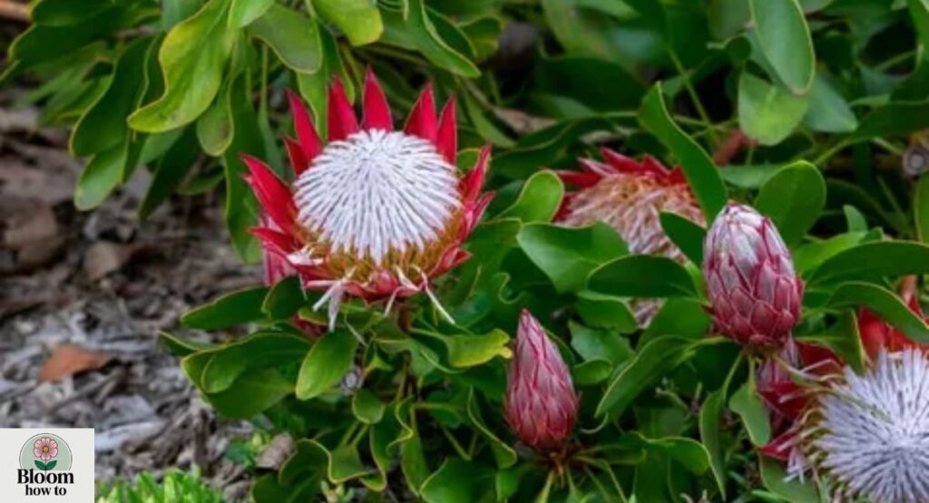 King Protea