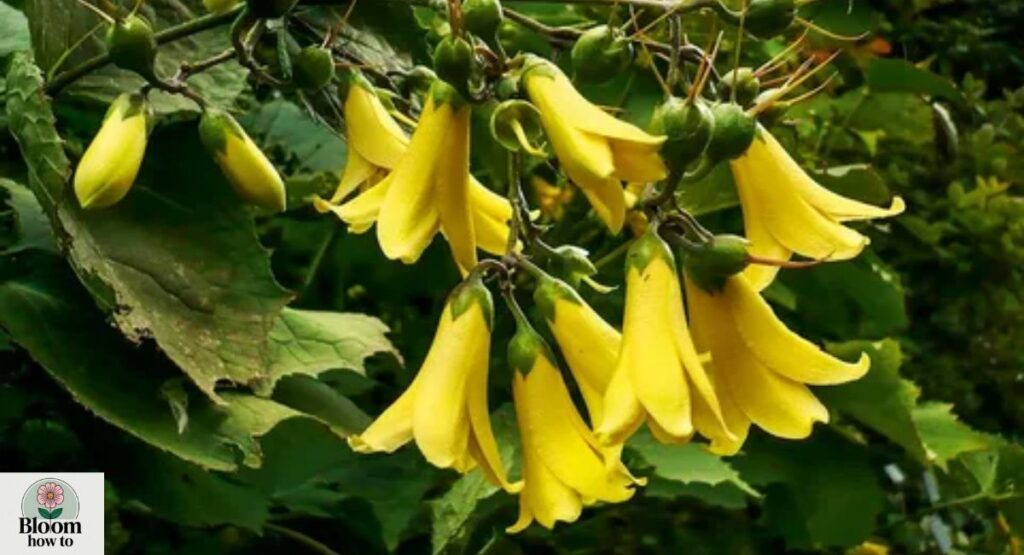 kirengeshoma palmata
