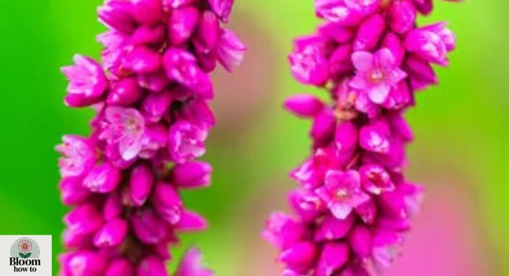 Kiss-me-over-the-garden-gate 
