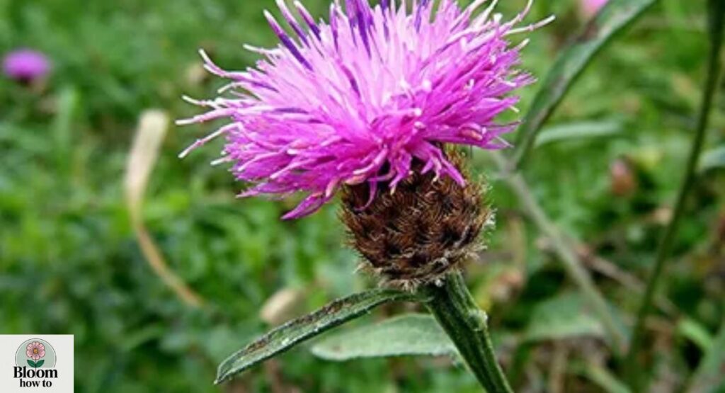 Knapweed