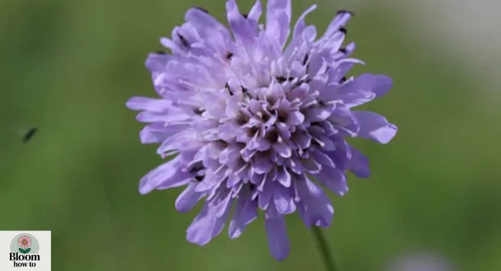 Knautia arvensis (Field Scabious) 