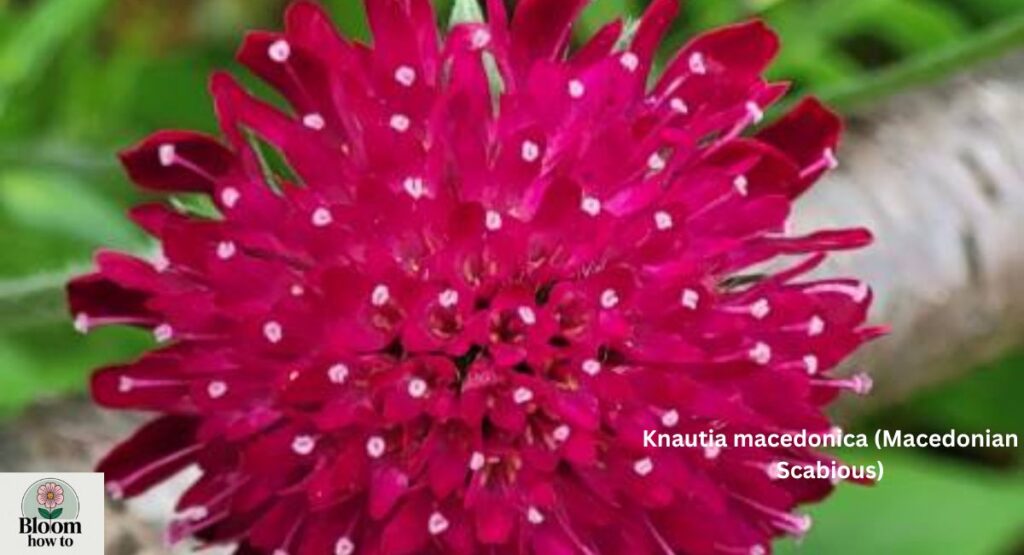 Knautia macedonica (Macedonian Scabious)