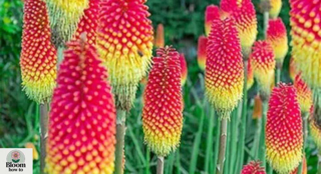 kniphofia (red hot poker / torch lily)