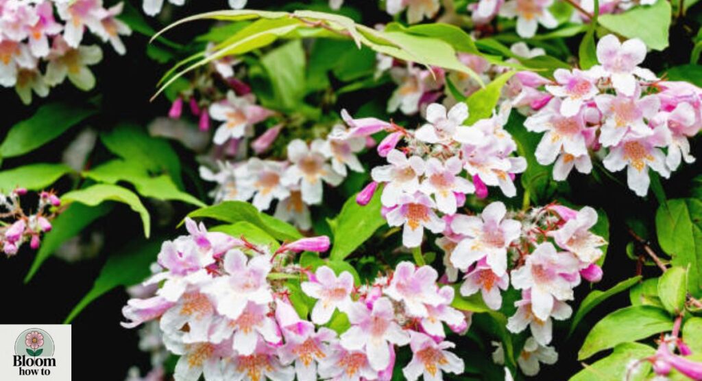 Kolkwitzia (Beauty Bush)