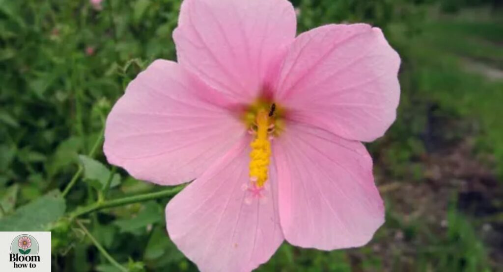 Kosteletzkya virginica (Saltmarsh Mallow)
