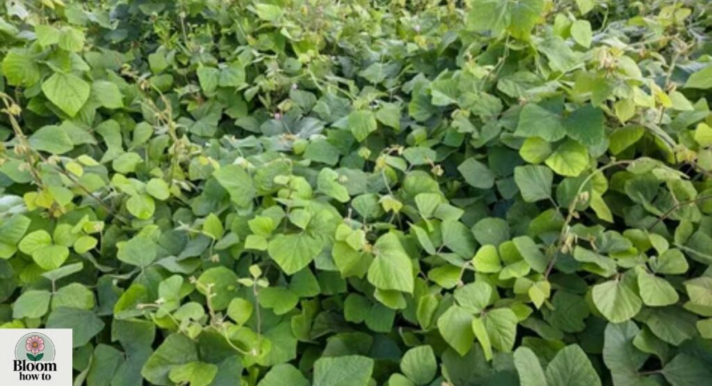 Kudzu