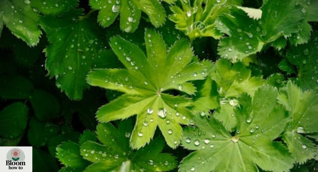 Lady’s Mantle (Alchemilla mollis)