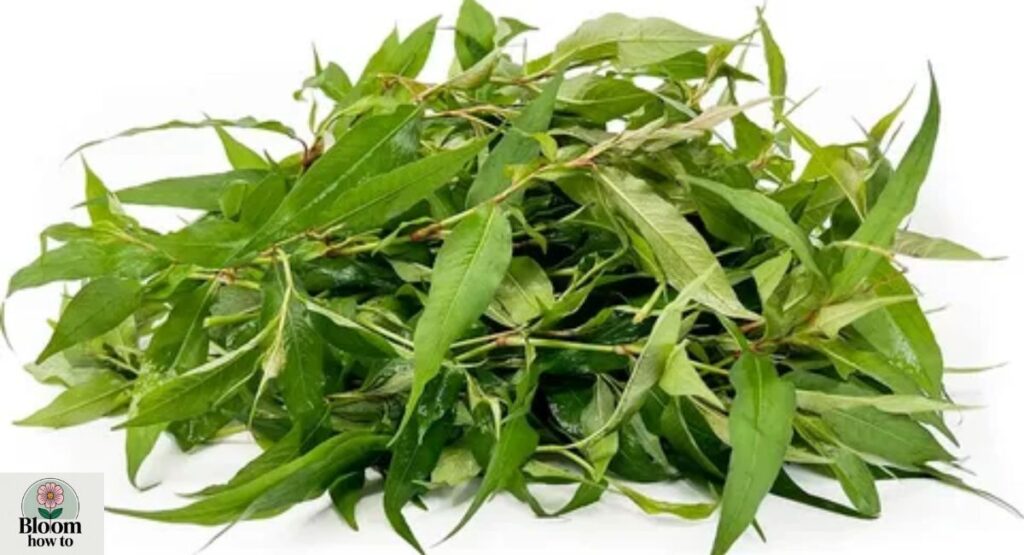 Laksa Leaf (Vietnamese Coriander)