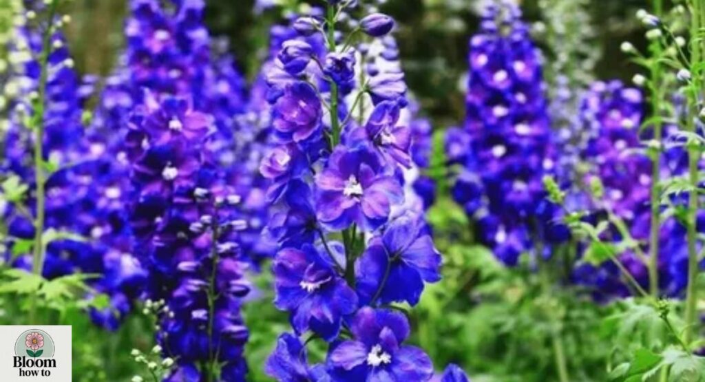 Larkspur (Delphinium) 