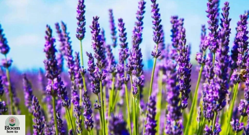 Lavender (Lavandula)