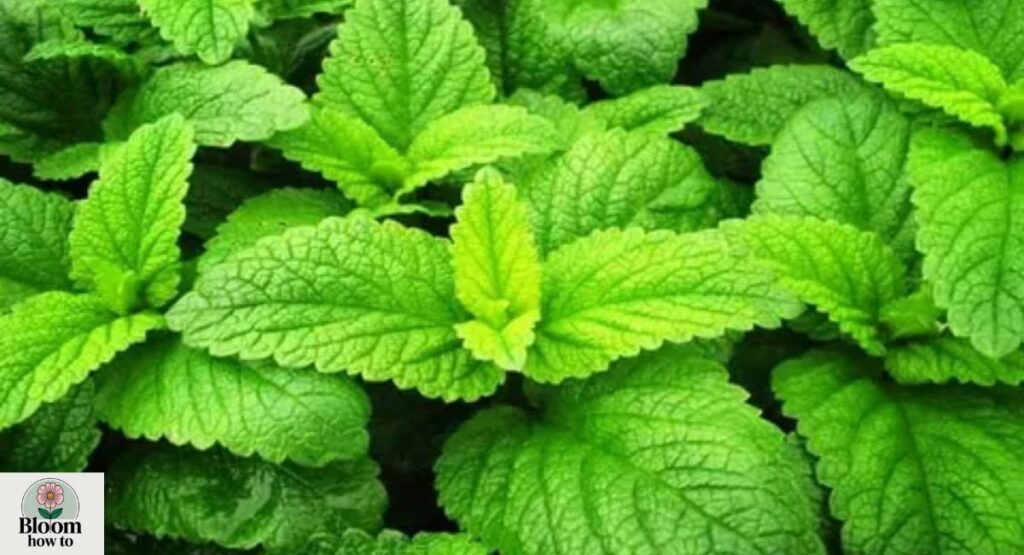 Lemon Balm (Melissa officinalis)