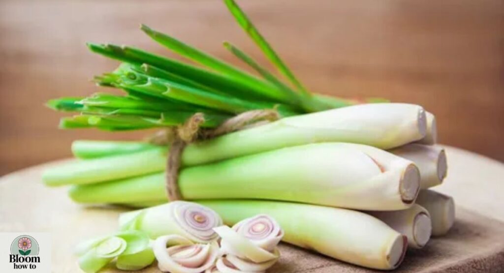 Lemongrass