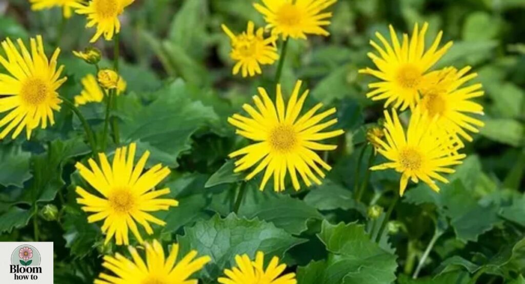 Leopard’s Bane (Doronicum) 