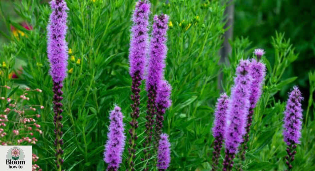 Liatris (Blazing Star)