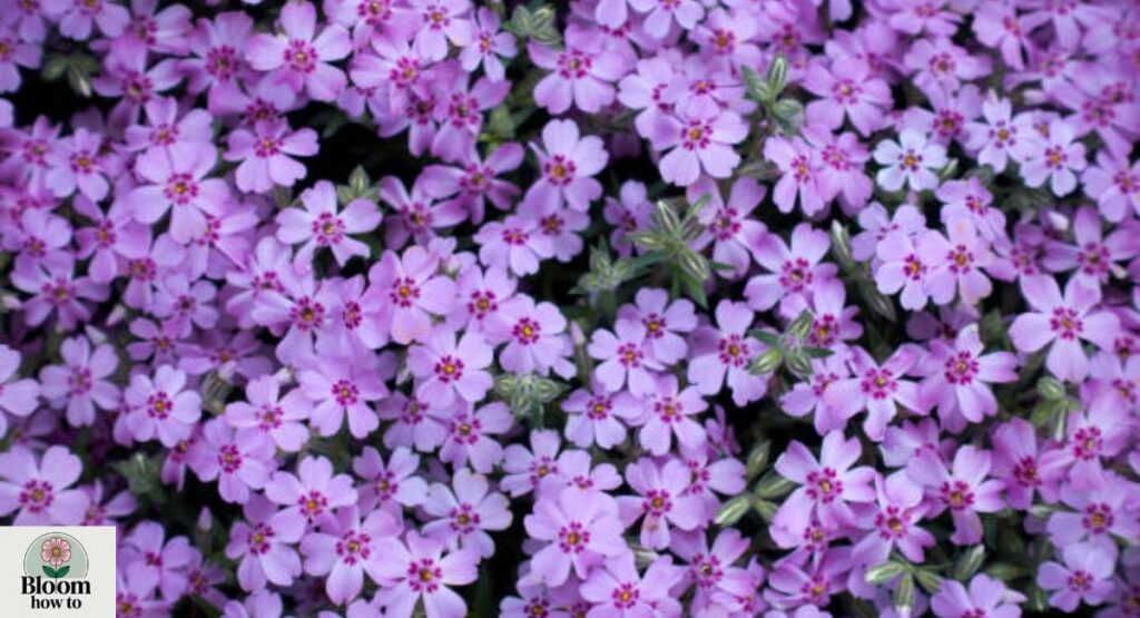Lilac (Syringa)