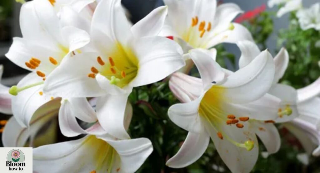 Lily (Lilium)