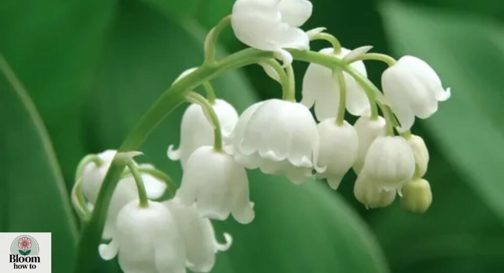 Lily of the Valley (Convallaria majalis)