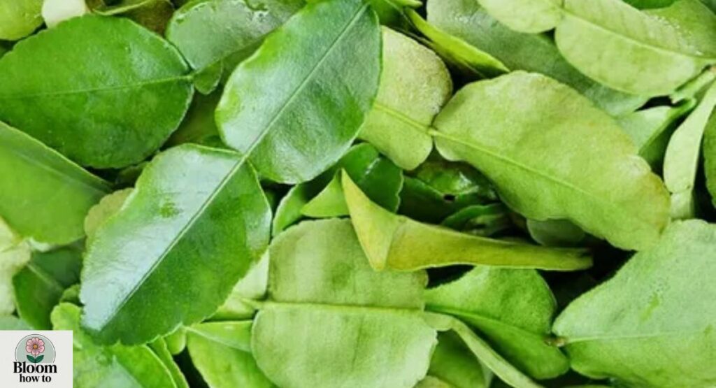 Lime Leaves 