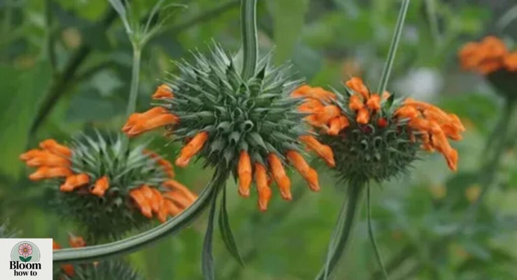 Lion’s Tail (Leonotis leonurus)