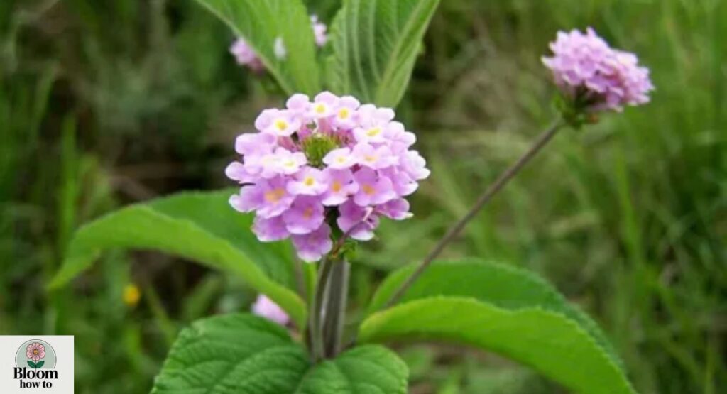 Lippia Multiflora (Bush Tea)