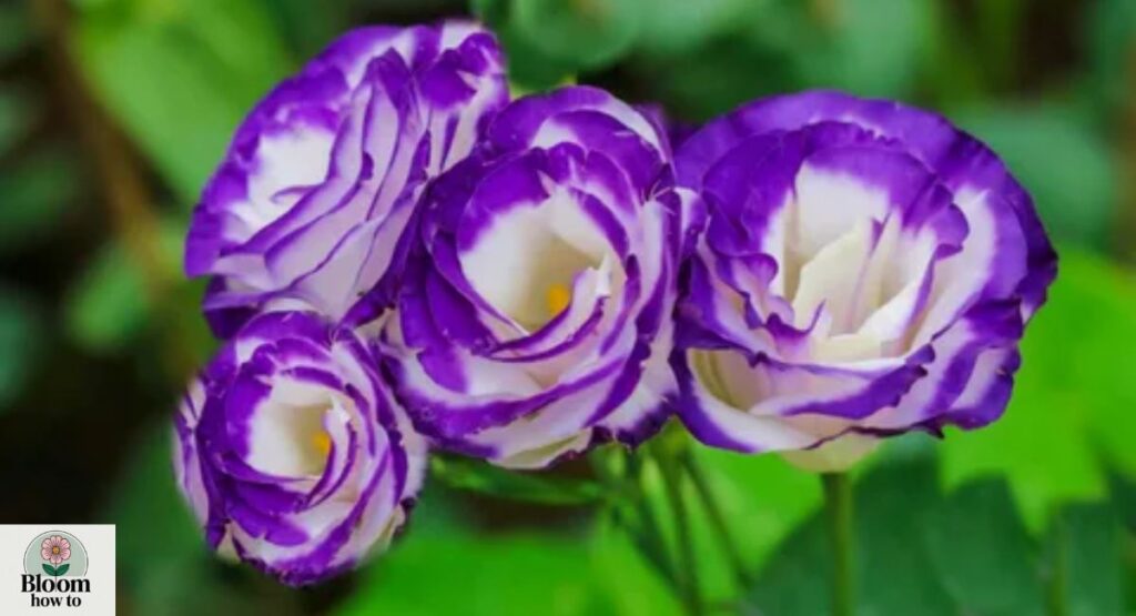 Lisianthus (Prairie Gentian)